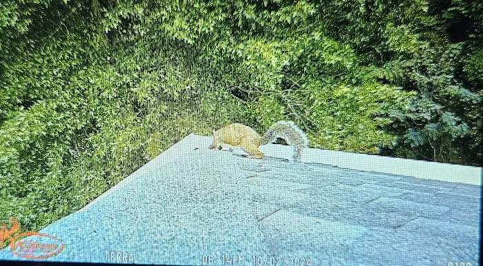 Top Flight Wildlife Picture 10
