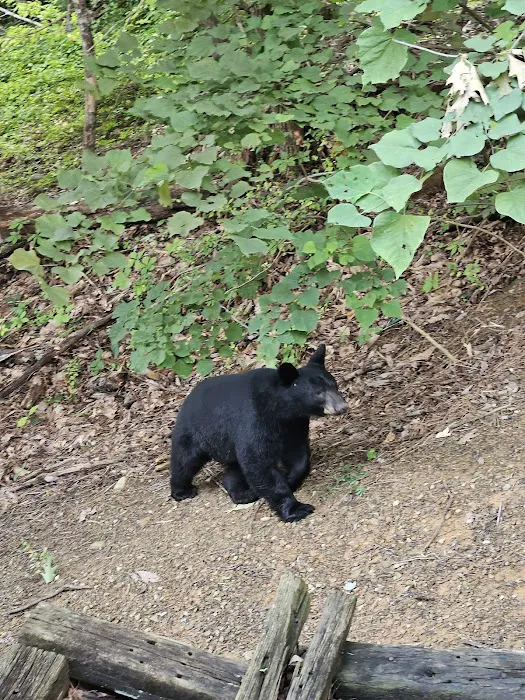 Top Flight Wildlife Picture 8