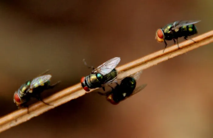 Queen City of the Cumberlands Pest Control Picture 2