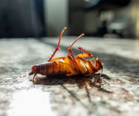 Queen City of the Cumberlands Pest Control