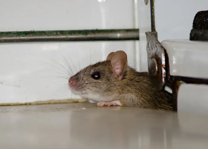 Queen City of the Cumberlands Pest Control Picture 4