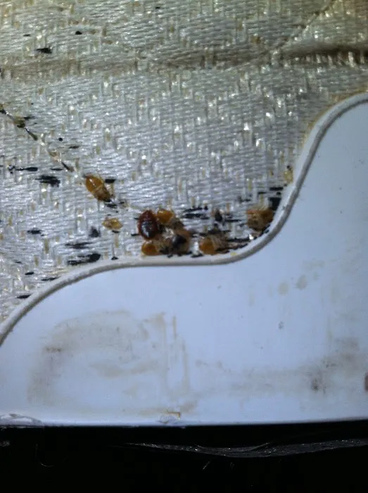 Cumberland Service Exterminators, INC Picture 9