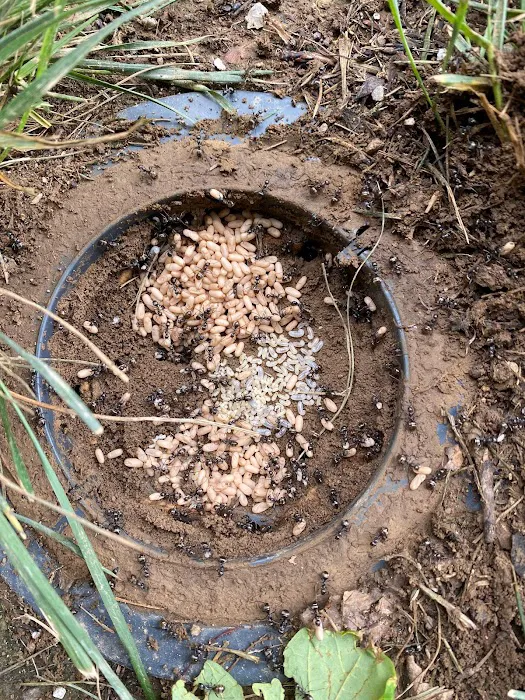 Cumberland Service Exterminators, INC Picture 3