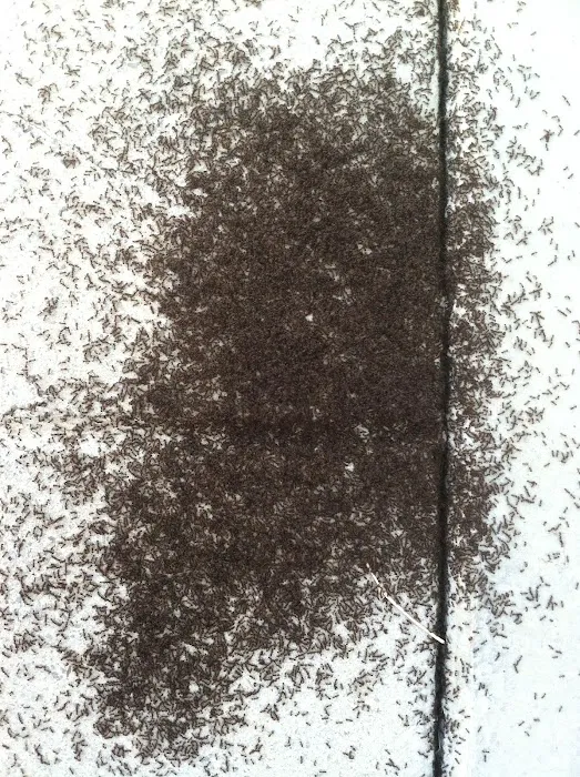 Cumberland Service Exterminators, INC Picture 4