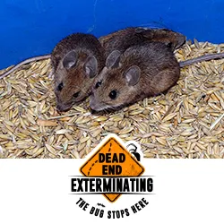 Dead End Exterminating, LLC Picture 2