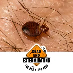 Dead End Exterminating, LLC Picture 10