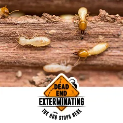 Dead End Exterminating, LLC Picture 4