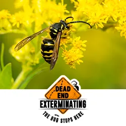Dead End Exterminating, LLC Picture 3