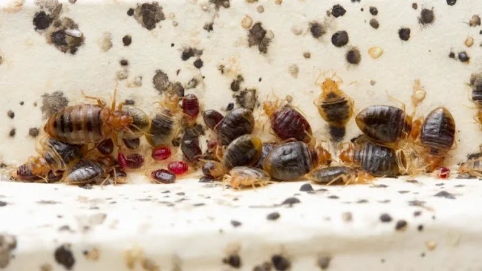 Green Mountain Termite & Pest Control Picture 5