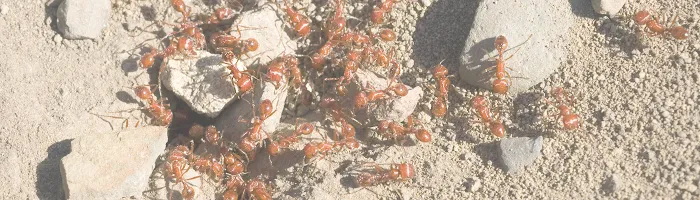 Proactive Pest Control Picture 10