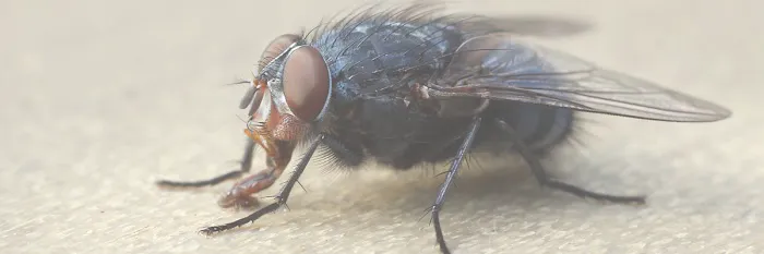Proactive Pest Control Picture 2