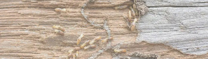 Proactive Pest Control Picture 3