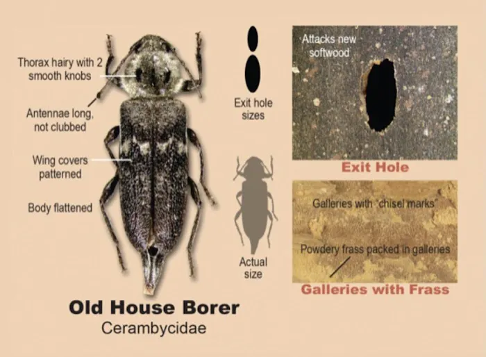 Andrews Termite and Pest Control Inc. Picture 7