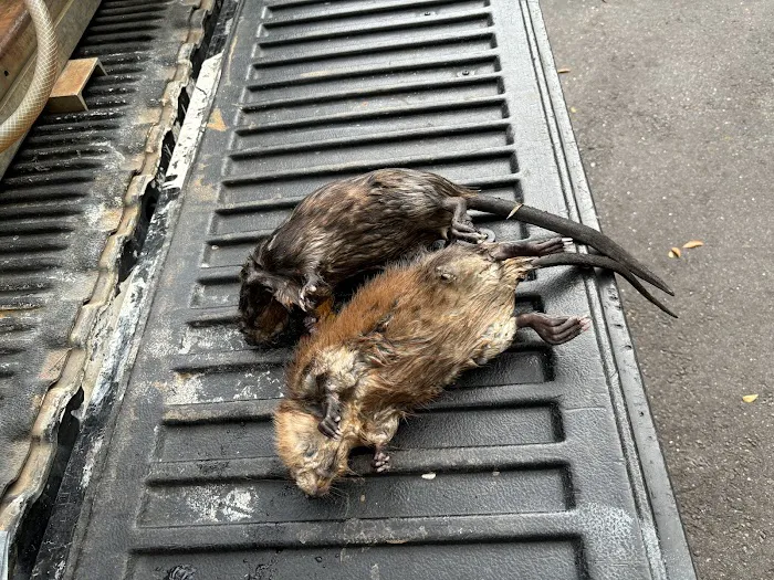 Southern Pro Pest and Wildlife LLC. Picture 2