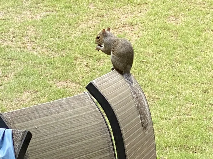 Southern Pro Pest and Wildlife LLC. Picture 5