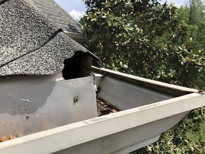 Southern Pro Pest and Wildlife LLC. Picture 10