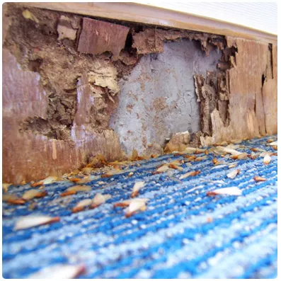 Massey Services Pest Control Picture 1