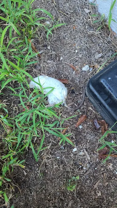 Massey Services Pest Control Picture 4