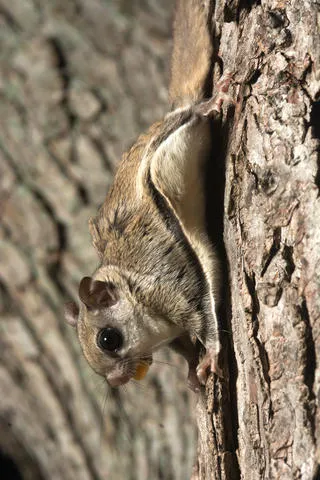 Expest Exterminating Pest Control Picture 2