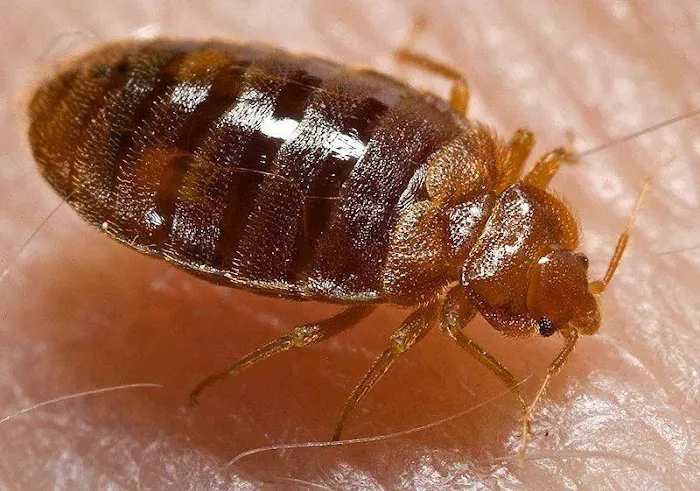 Lodestar Pest Management Picture 3