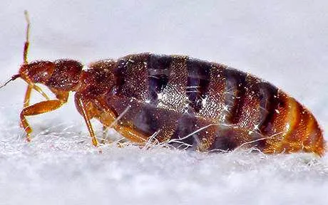 Lodestar Pest Management Picture 5