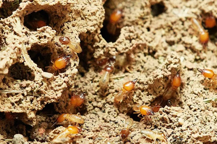 Lodestar Pest Management Picture 7