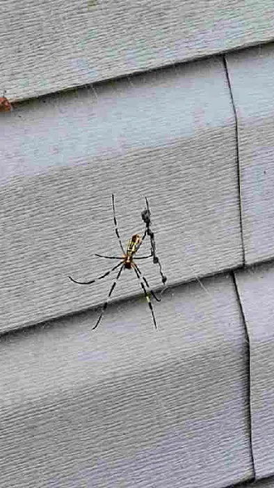 Bulwark Exterminating Picture 3