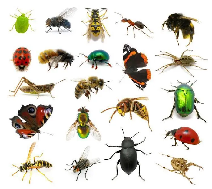Contractor's Best Pest Solution Picture 3