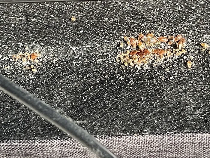 Himalaya Pest Control Picture 9