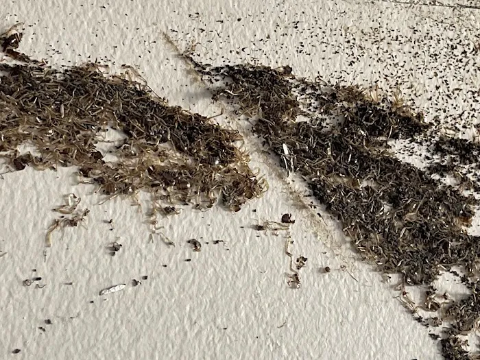 Himalaya Pest Control Picture 10