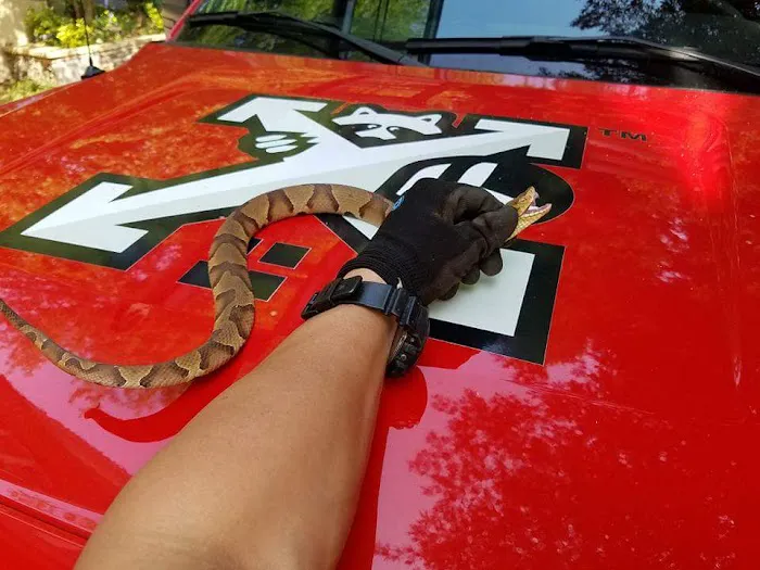 Xceptional Wildlife Removal Picture 2