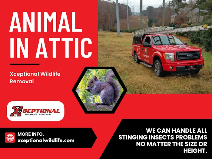 Xceptional Wildlife Removal Picture 6