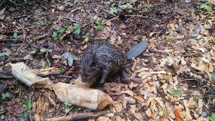 Xceptional Wildlife Removal Picture 8
