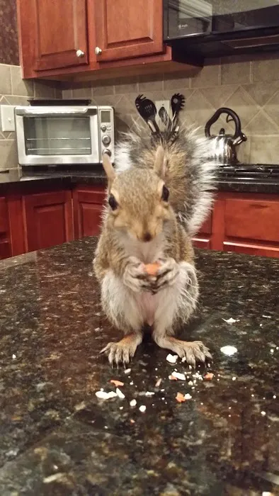 Xceptional Wildlife Removal Picture 5