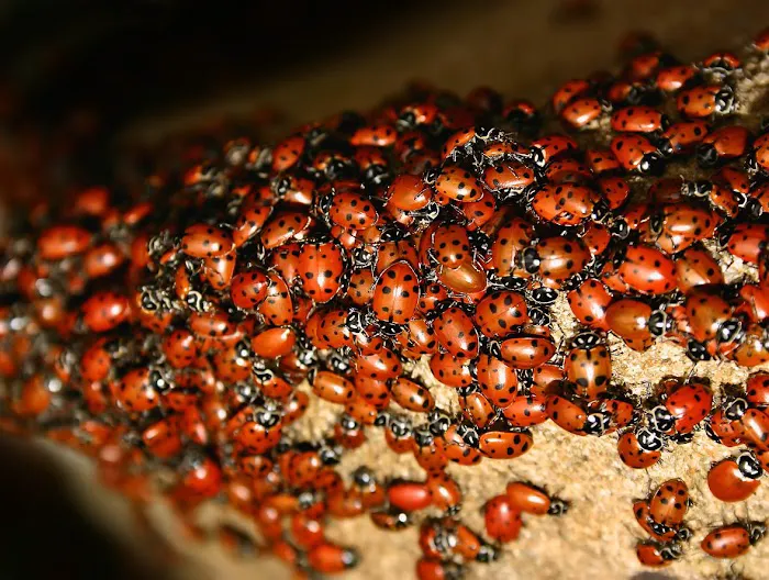 Peachtree Pest Control Picture 1