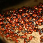 Peachtree Pest Control