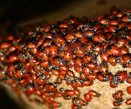 Peachtree Pest Control