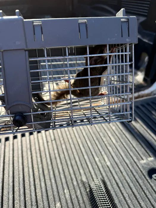 Catch A Critter Picture 7