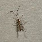 Nextgen Pest Solutions