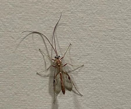 Nextgen Pest Solutions