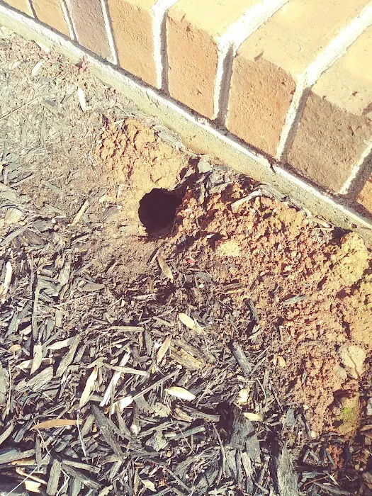 Bug Busters, Inc. Picture 3