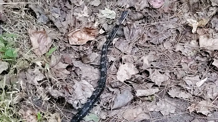 Perimeter Wildlife Control, LLC. Picture 10