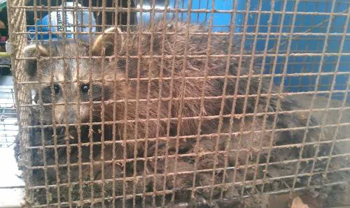 Perimeter Wildlife Control, LLC. Picture 7