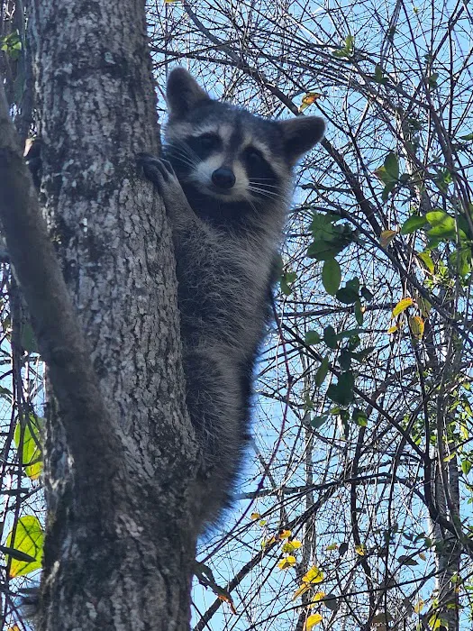 Perimeter Wildlife Control, LLC. Picture 5