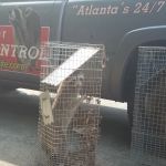 Perimeter Wildlife Control, LLC.