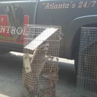 Perimeter Wildlife Control, LLC. ico