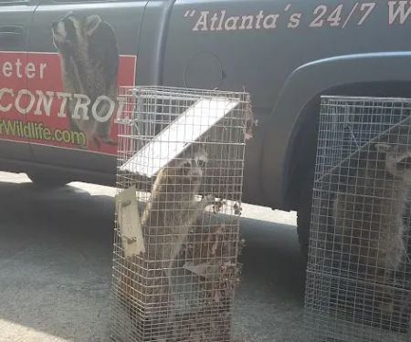 Perimeter Wildlife Control, LLC.