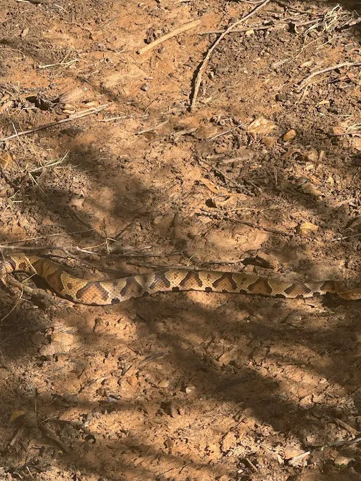 All Wildlife Control Picture 9