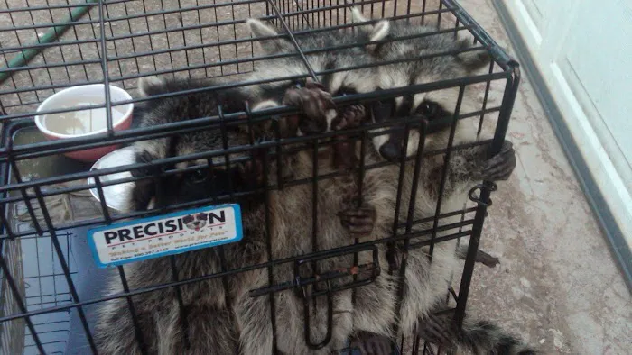 All Wildlife Control Picture 8
