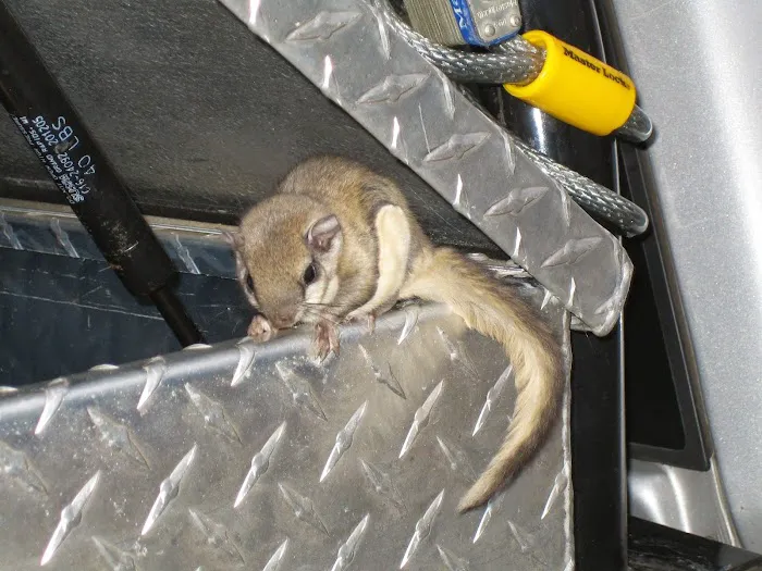 All Wildlife Control Picture 5